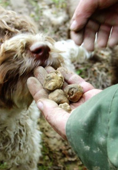 tartufo